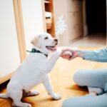 🎓 Descubre la mejor forma de educar a tu mascota con la enseñanza conductista